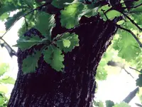 Daimyo oak