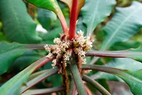 Euphorbia leuconeura