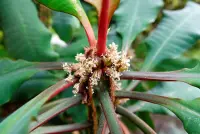 Euphorbia leuconeura