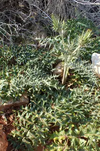 White Artichoke