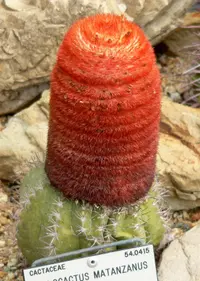 Dwarf turk's cap cactus