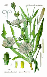chicory