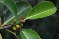 Ficus elastica leaves