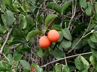 tallow wood