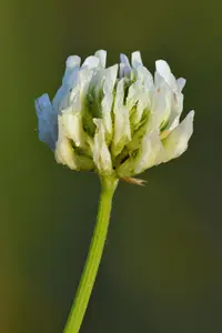 white clover (Trifolium repens) plant