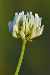 white clover (Trifolium repens) plant