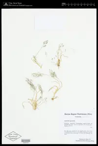 Antinoria agrostidea