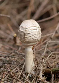 Shaggy Parasol