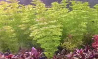 Limnophila sessiliflora water plant