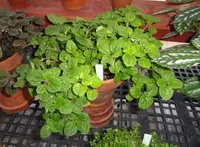 Pilea depressa