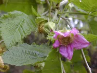 Hawai'i blackberry