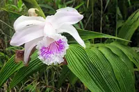 rosy sobralia