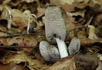 hare's foot inkcap