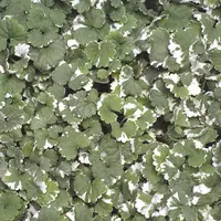 Glechoma hederacea 'Variegata' leaves
