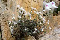 Antirrhinum sempervirens