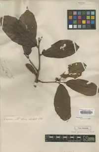 Theobroma velutinum