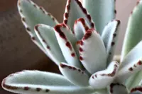 Kalanchoe tomentosa leaves