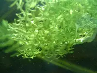 Crystalwort