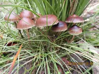 Psilocybe tasmaniana