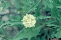 Virginia groundcherry