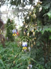 Tasmanian flax-lily (Dianella tasmanica) plant