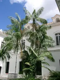 Assai palm (Euterpe oleracea) plant
