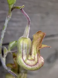 California dutchman's pipe