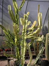 African candelabra (Euphorbia ammak) plant