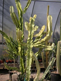 African candelabra