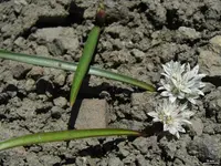 threebract onion