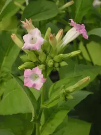 domestic tobacco