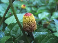 toothache plant