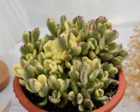 Cotyledon tomentosa