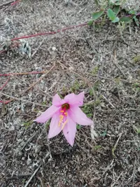 Zephyranthes gracilifolia