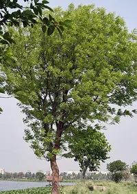 West Indian mahogany (Swietenia mahagoni) plant