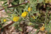 Anthyllis hamosa