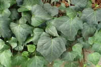 Algerian ivy (Hedera algeriensis) plant