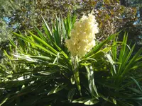 Spineless yucca (Yucca gigantea) plant