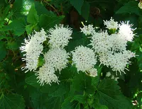 Ageratina glechonophylla