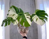 Monstera deliciosa 'Albovariegata'