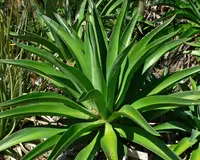 Agave demeesteriana