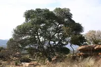 Transvaal Red Milkwood