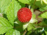 mock strawberry