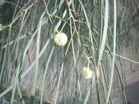 Dalby myall (Acacia stenophylla) plant
