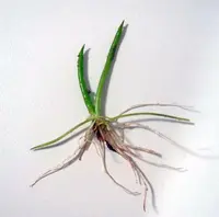 Shoreweed