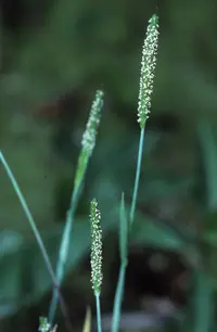 Carolina foxtail (Alopecurus carolinianus) plant