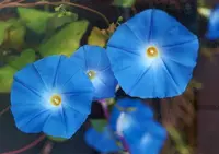 grannyvine