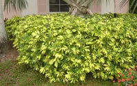 Dwarf Umbrella Tree (Heptapleurum arboricola 'Trinette') plant