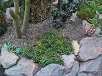 Haworthiopsis attenuata var. radula