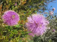 Showy Honey-myrtle